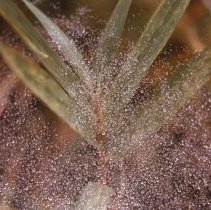 Dew on Web on Reed Leaves- Everetts, NC by Jerry Raynor